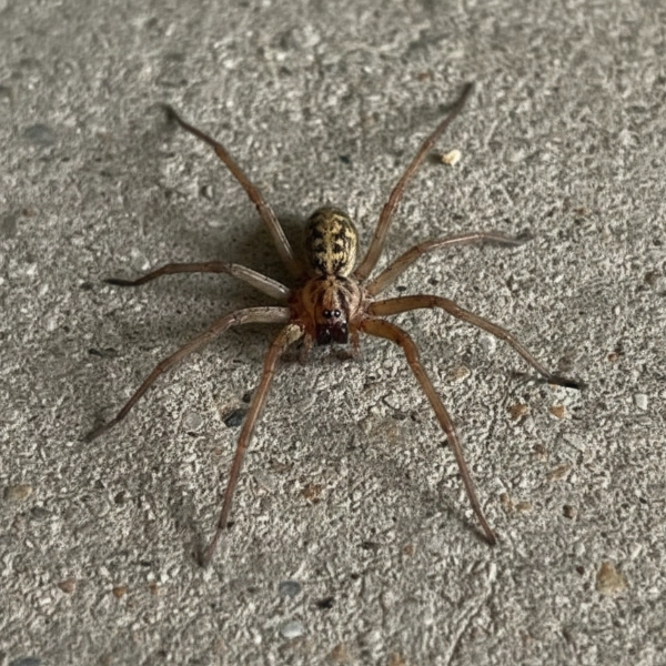 Hobo spider on a basement floor in Rexburg